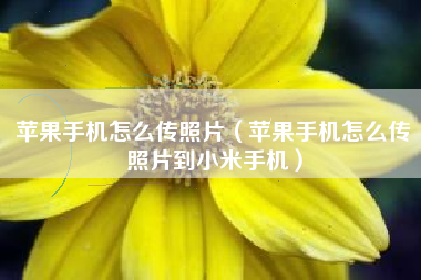 苹果手机怎么传照片（苹果手机怎么传照片到小米手机）